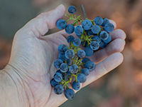 Bunch of Grapes in palm of Hand